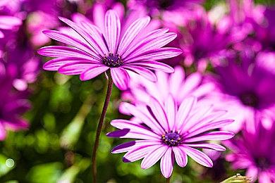 《蕾斯莱莉娅娜的炼金工房》正式上线！发售PV公开